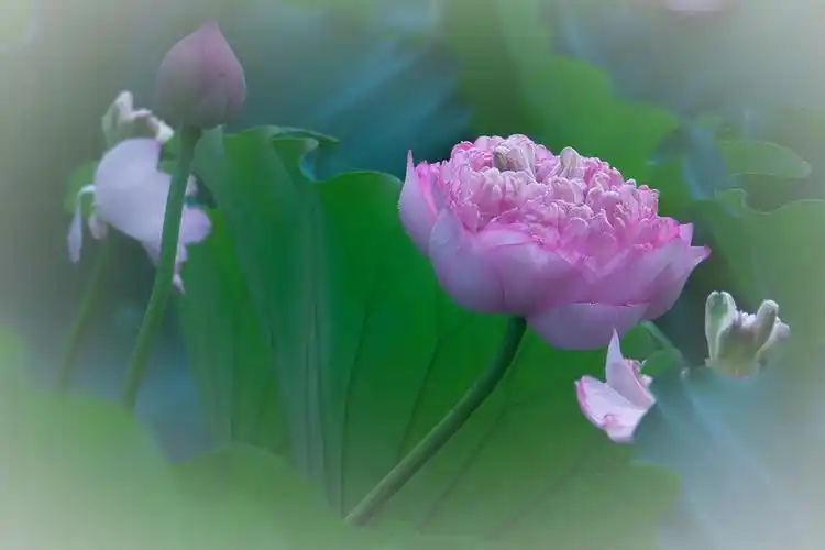 大院池塘——荷花