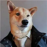 柴犬qq头像图片大全搞笑的可爱柴犬头像图片