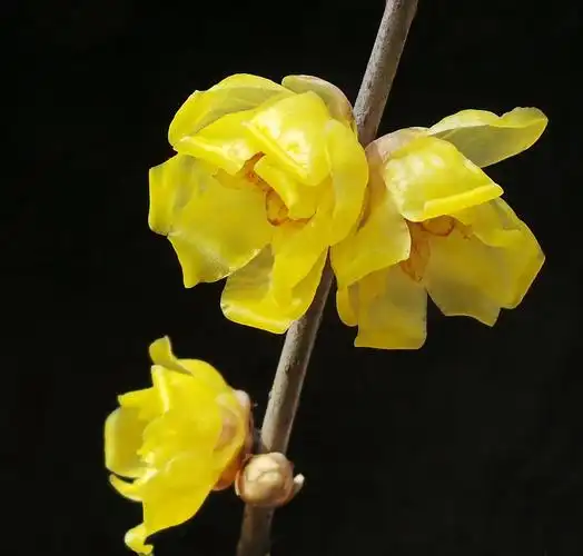 孙氏腊梅摄影集锦