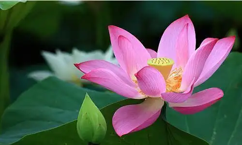 观世音菩萨佛像图片,莲花图片佛教禅意-神算网