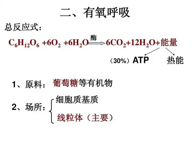 3细胞呼吸答案ppt 二,有氧呼吸 总反应式: c6h12o6  6o2  6h2o 酶 6