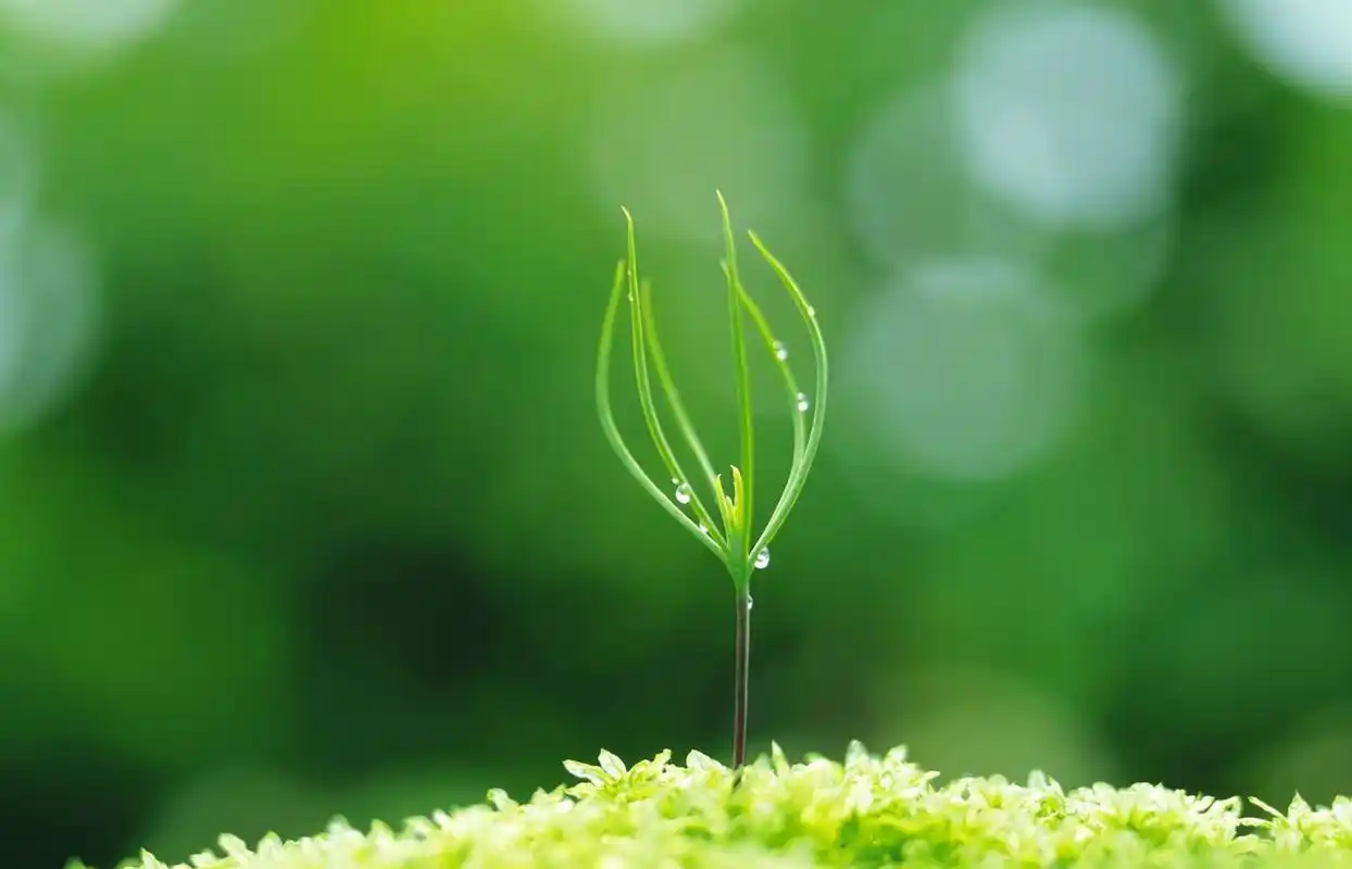 精选润眼系列春季新芽嫩叶高清绿色护眼植物风景桌面壁纸下载