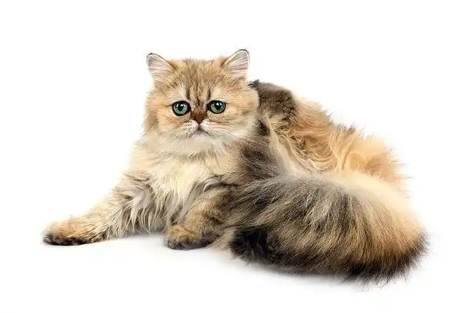 金色,波斯猫,成年,白色背景_360图片