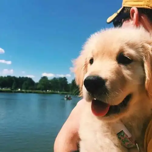 英子100张五种系列港风欧美文字萌宠情侣火爆的微信头像赶快收藏设置