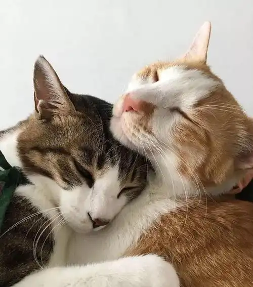 猫咪夫妇天天秀恩爱,铲屎官看着好扎心:照顾下单身人士好不好