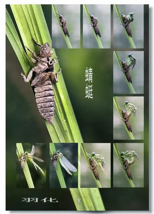 蜻蜓羽化