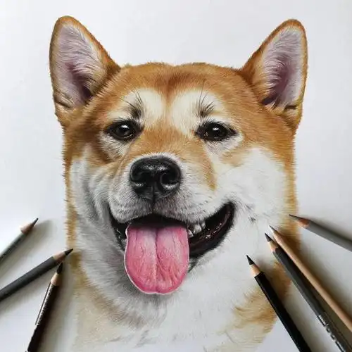 彩铅可爱宠物手绘