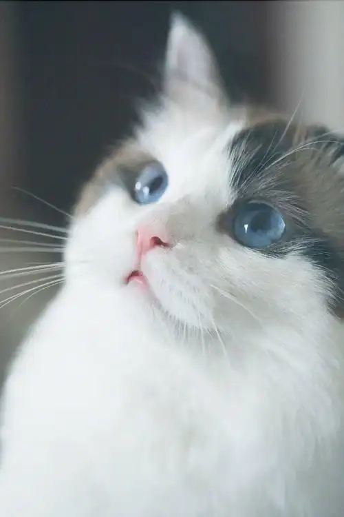 有哪些好看的猫咪壁纸或头像