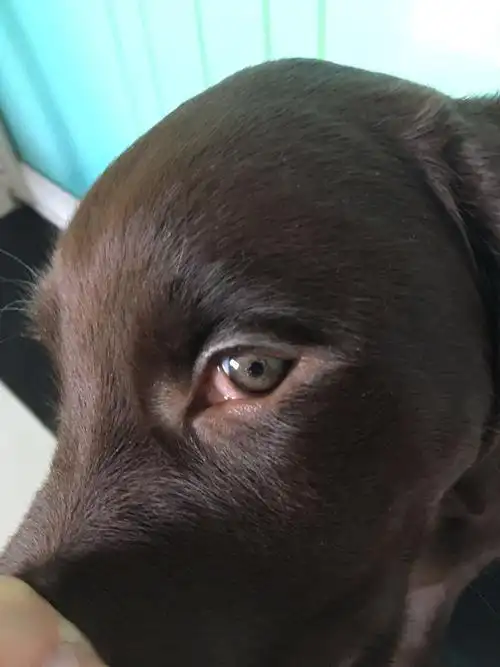 狗狗眼睛这是怎么了?_百度知道