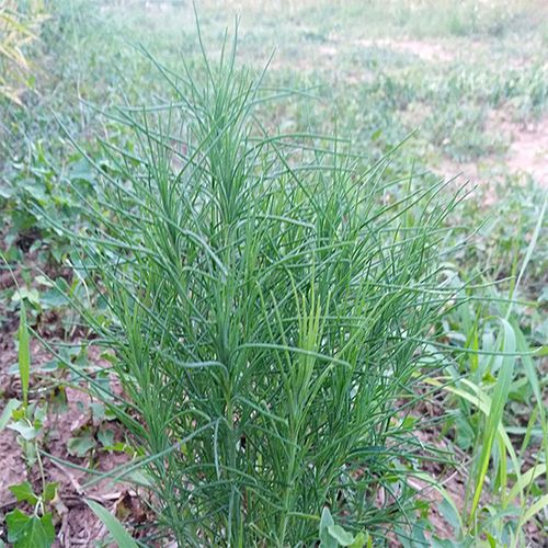 猪毛新鲜蓬蓬菜纯野生扎蓬棵整颗500g顺丰包邮其它