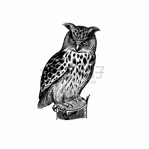 手绘素描风格猫头鹰黑白插画png图片免抠矢量素材