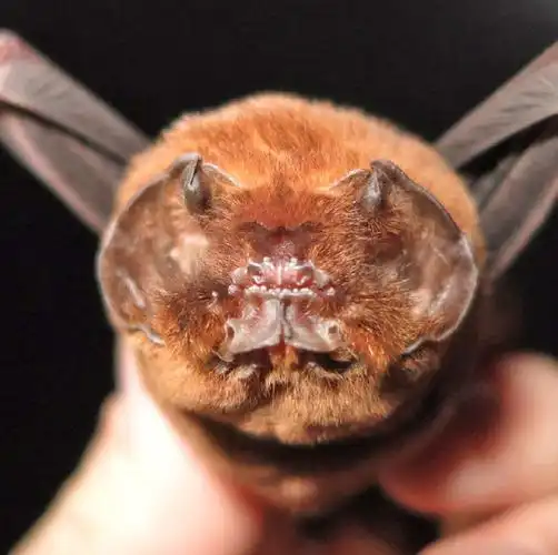 这是10种蝙蝠的脸——我敢说这是哺乳动物里最"精致"的脸,你喜欢哪张