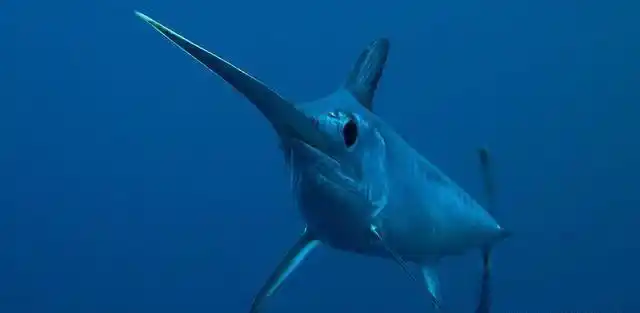 剑鱼刺杀鲨鱼剑却断在鲨鱼身体里不用担心剑鱼剑会长出来