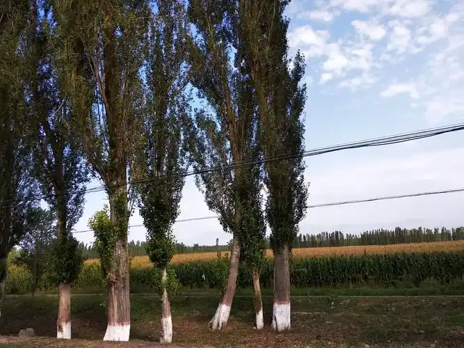 沙海长城之白杨礼赞