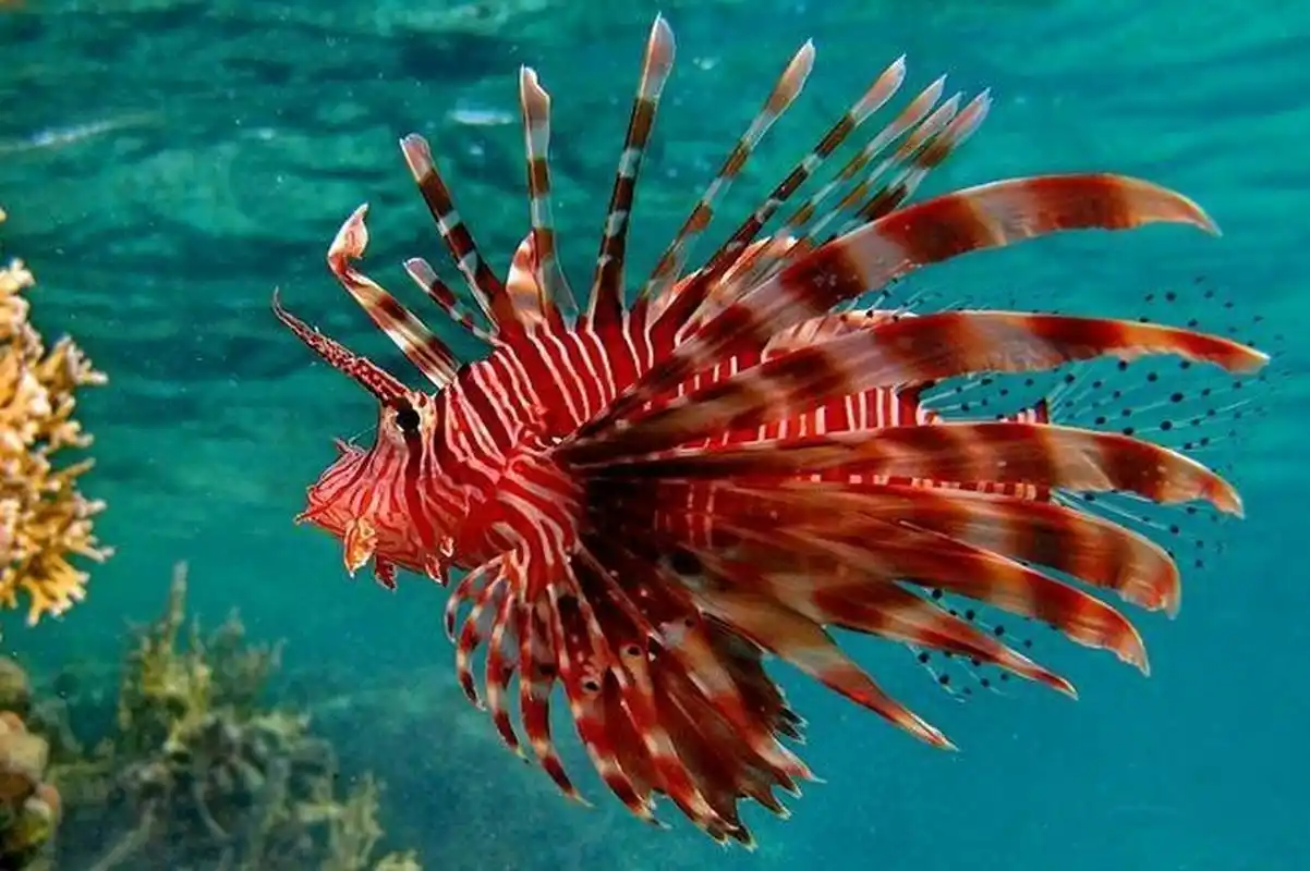 【d4】每天带你认识1种海洋生物:狮子鱼 95狮子鱼,学名:蓑鲉,长长的