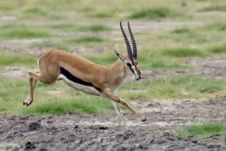 小型羚羊,是猎豹喜欢追捕的日标.