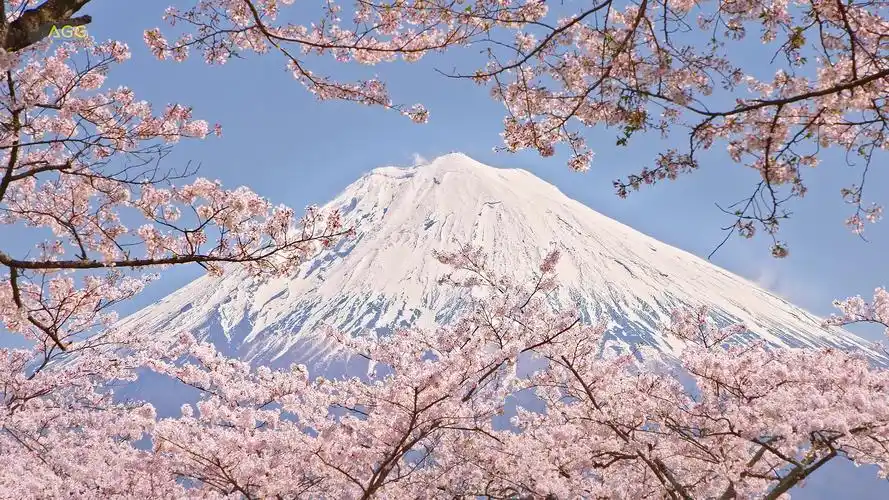 疫情之下的大石寺 - 绝美的富士山和樱花[4k]_哔哩哔哩 (゜-゜)つロ
