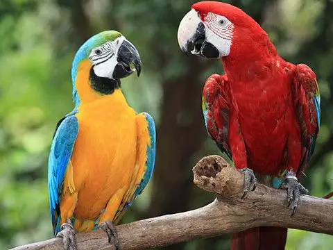 成语翻译:垂涎三尺&唇枪舌剑