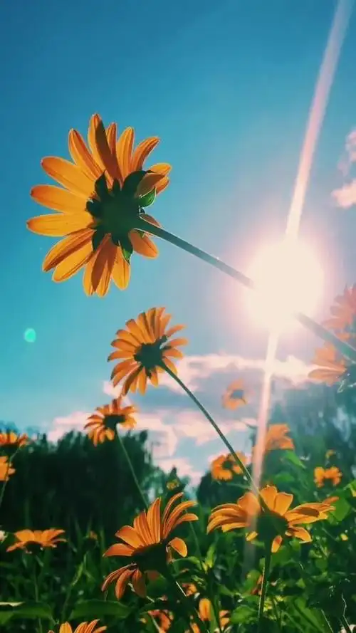 生活明朗,万物可爱,人间值得,未来可期.早安77美好的一天