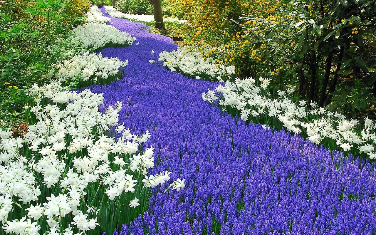 紫色鲜花高清电脑桌面主题壁纸图片下载