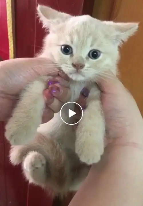 谢谢大家是乳色田园猫和蓝英短的串串