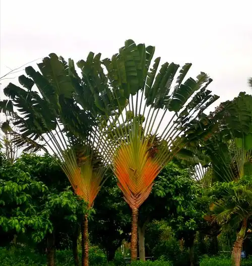 蒙蒙细雨下的旅人蕉