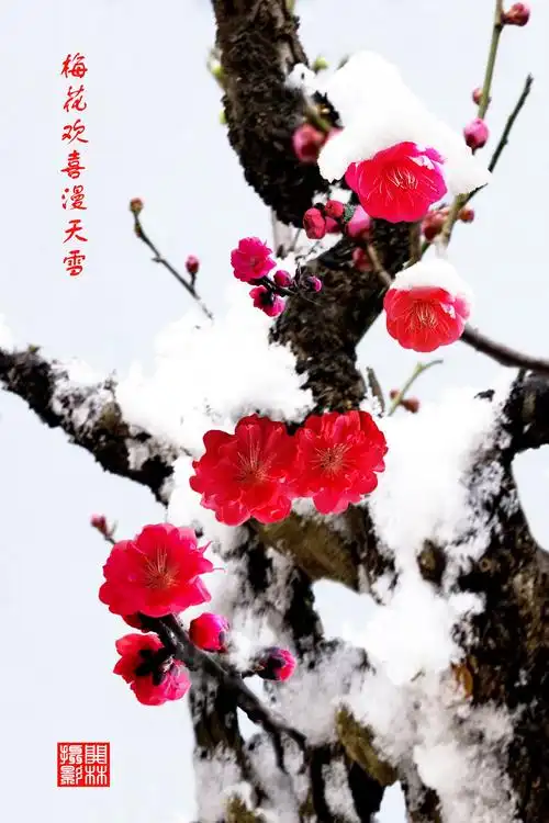 瑞雪寒梅, 【梅兰竹菊】之一
