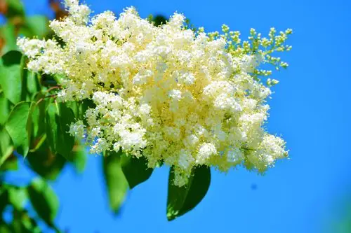 开白色花的丁香树,原创拍摄_高清图集_新浪网