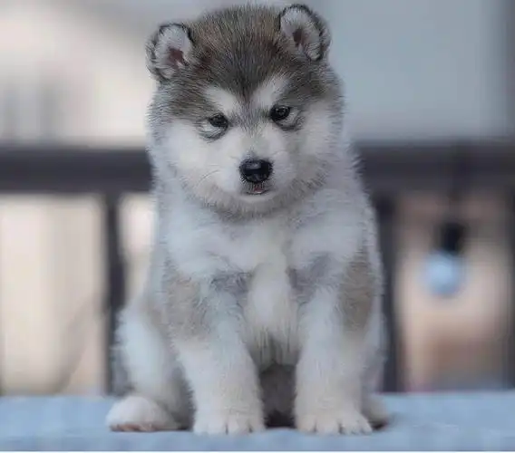 阿拉斯加雪橇犬怎么养(阿拉斯加雪橇犬怎么养的)_大全-幸福起航