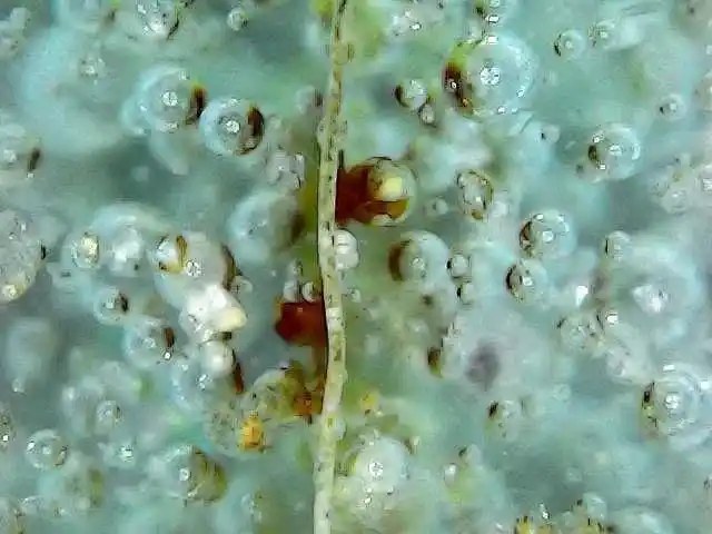 北宋官窑梅花冰片微观雅赏