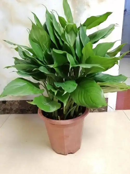 万年青盆栽 植物室内客厅花卉家庭绿植 四季常青吸甲醛大叶