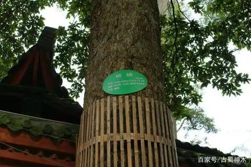 金丝楠木,其木材密度适中木性稳定,不易开裂,防腐防虫,千年不腐万年不