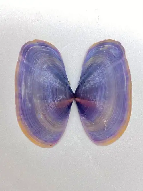 紫色贝壳有个憨憨名字