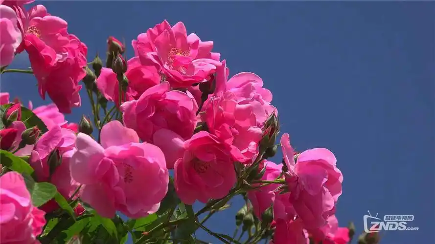 日本千曲川公园4k风景演示片分享