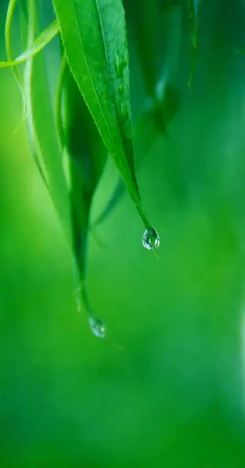 绿色背景图,绿色背景图卡通(护眼壁纸:绿色清新背景图)