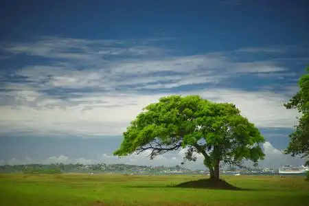 蓝天白云大树图片