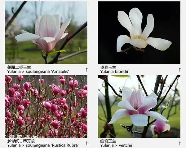 玉兰花品种43种图示玉兰花的图片欣赏一