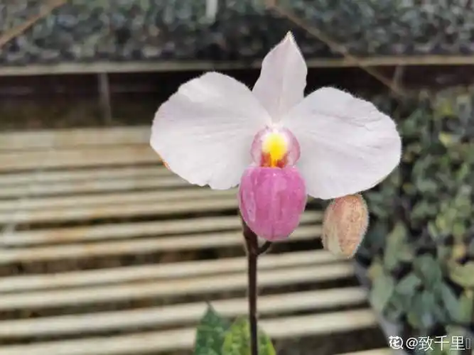 一双大拖鞋报春兜兰