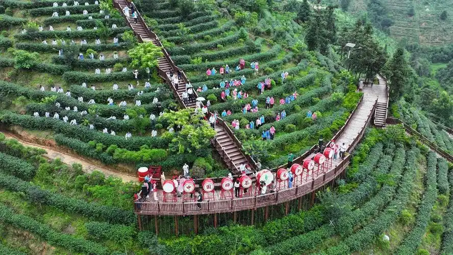 蝉茶飘香季甜蜜幸福里河源紫金举办首届中国蝉茶开采节