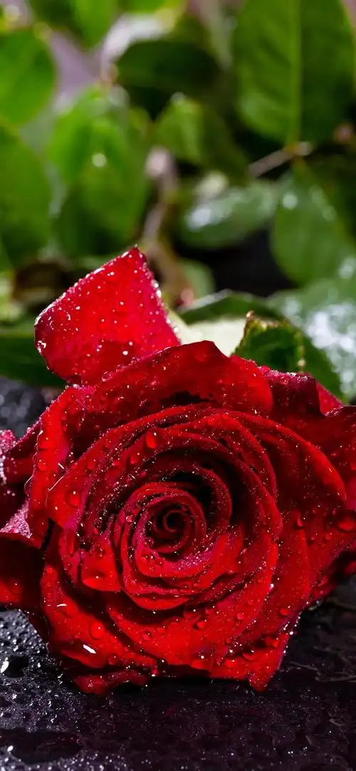 玫瑰花 - 堆糖,美图壁纸兴趣社区