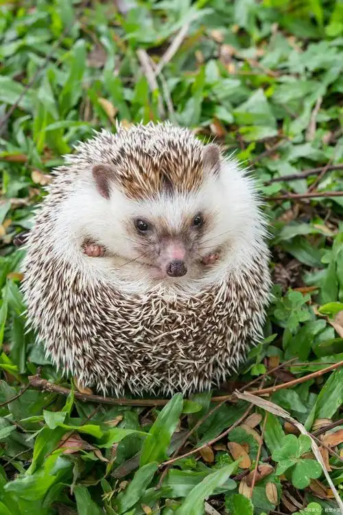 刺猬是一种可爱的小动物,它们有着圆圆的身体和密密齐齐的刺.