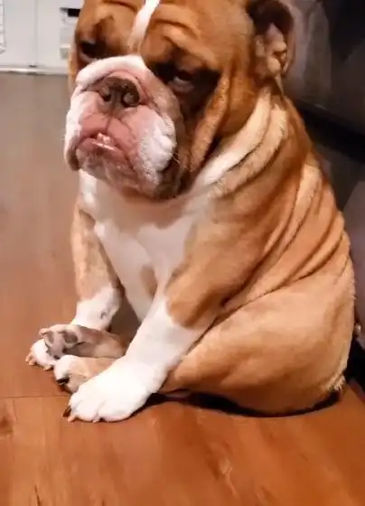 不能出门,狗狗坐阳台上伤心欲绝:永远见不到朋友了!