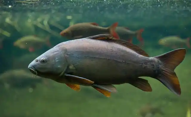 德国镜鲤入侵黄河,与土著鱼发生杂交,黄河鲤鱼真要"灭种"?