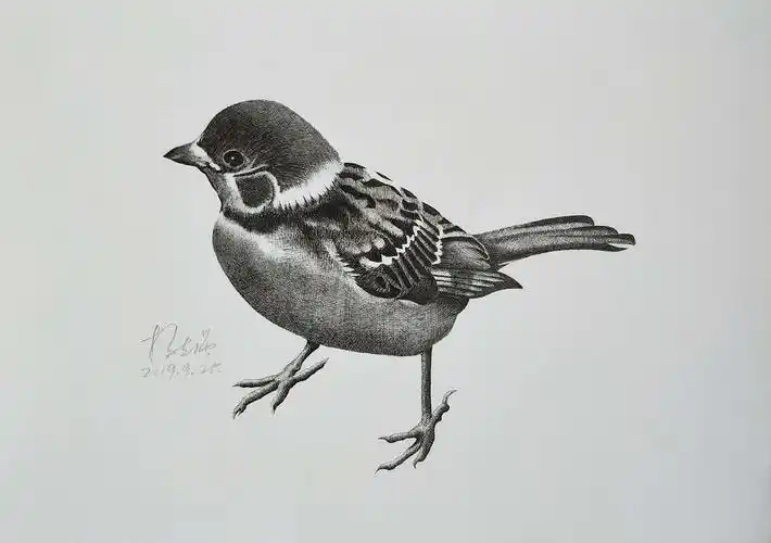 青岛市老年大学2018黑白钢笔画2班钢笔画优秀作品展(二)