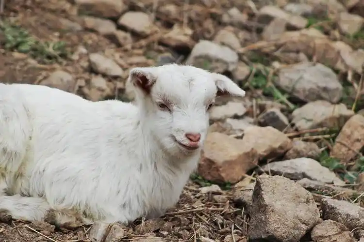 爬山路上有好多农民养的羊,也不怕人,走得近还会主动来蹭,神仙小可爱.