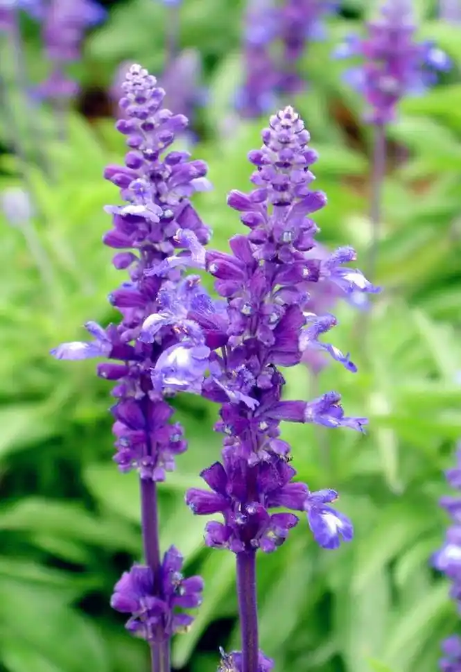 美不胜收鼠尾草种植基地鼠尾草批发鼠尾草价格