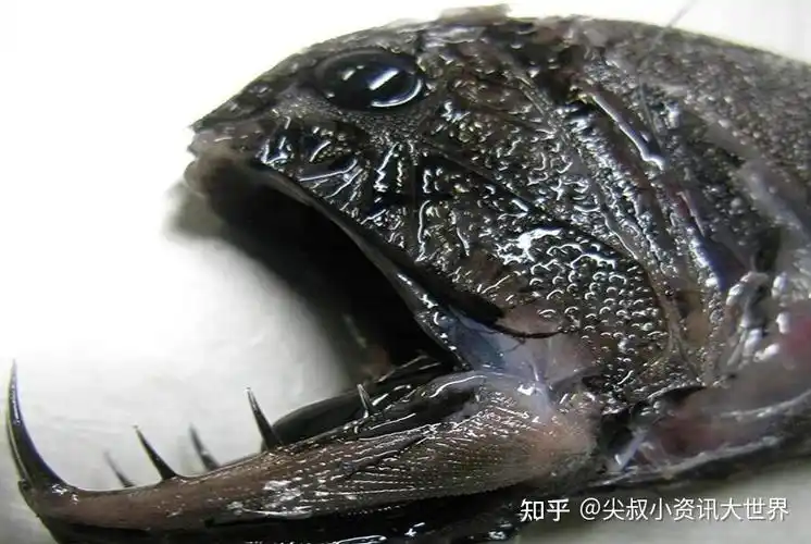 尖牙鱼就像是你的噩梦!