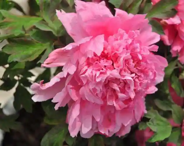 大胡红牡丹花色似胭脂粉,花朵形状为皇冠型,花瓣上面托着一层层细碎的