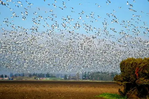 见过飞鸟,没见过数万雪雁齐飞的场景,那阵势令人震撼