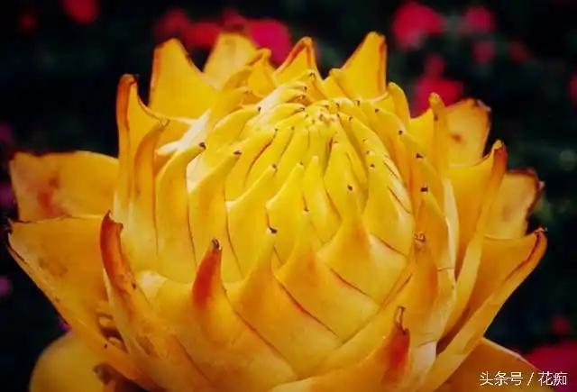 佛教圣花地涌金莲,居然还有这些作用!